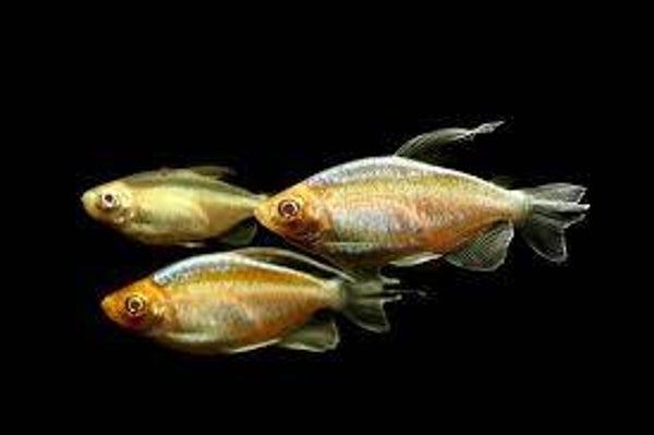 ŚWIECIK KONGOLAŃSKI ALBINO