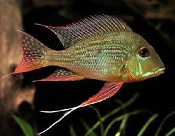 ZIEMIOJAD SURINAMSKI