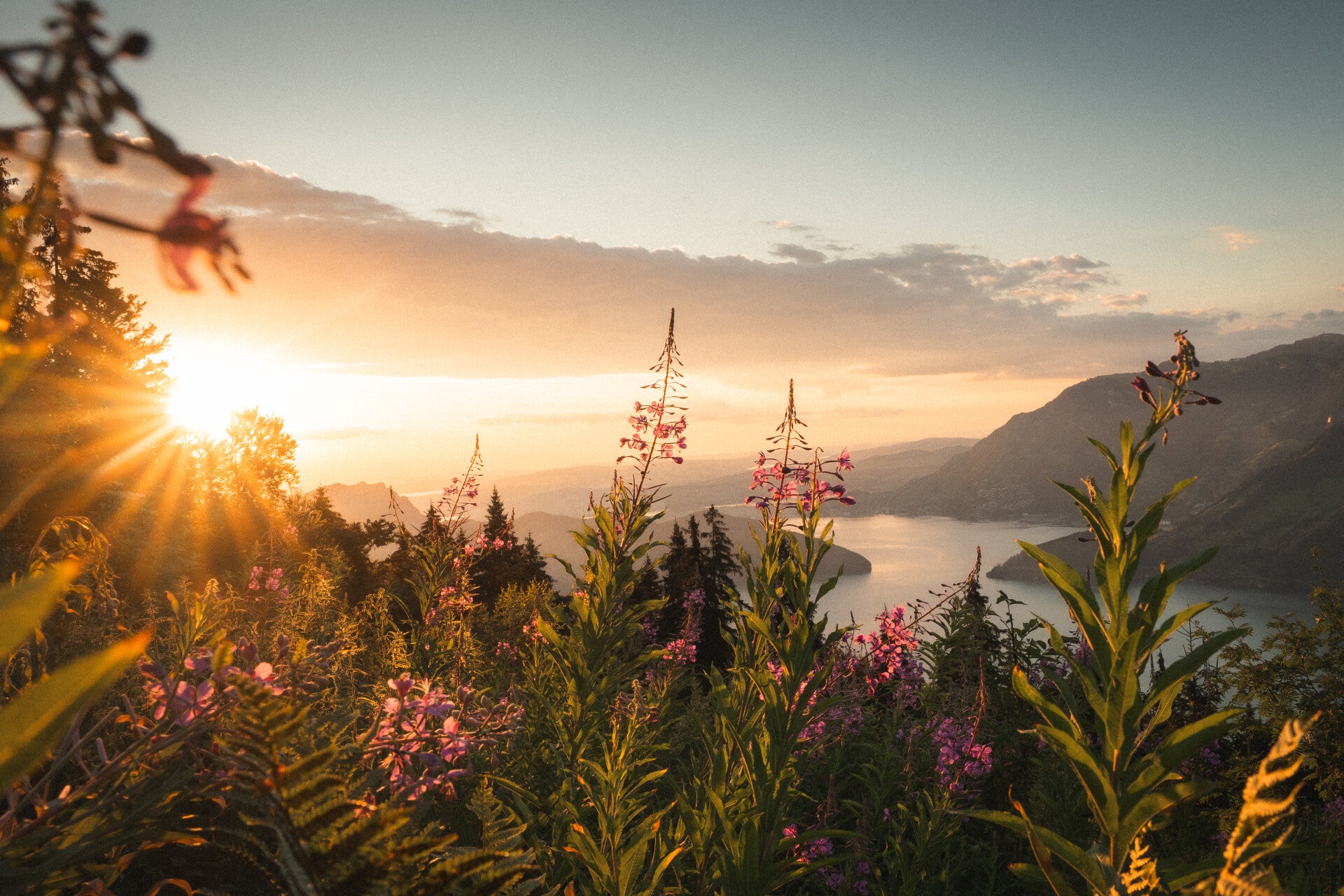 Summer wildflowers above a Swiss lake at sunset