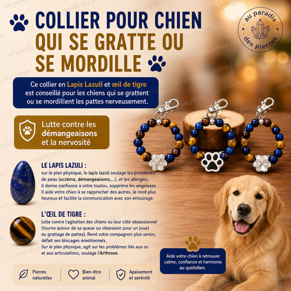Collier pour chien qui se gratte ou se mordille