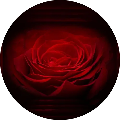 Rosa roja sobre fondo oscuro, liberación de memorias emocionales