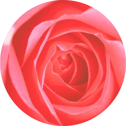 Rosa roja abierta, símbolo de la energía femenina
