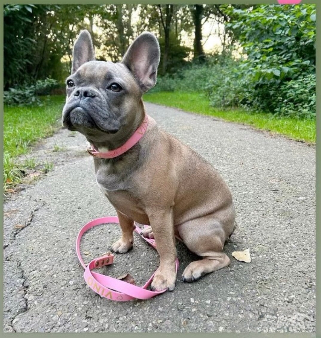 meerstandenriem in Turquoise Teal