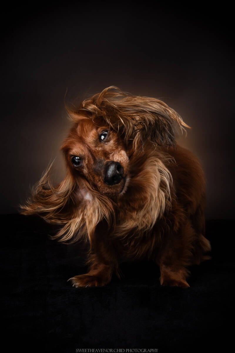 Photographe animalière Valais Séance photo Chiens Animaux de compagnie