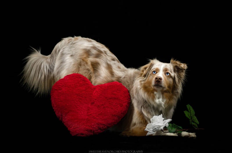 séance saint.-valentin, séance photo saint-valentin, photo studio valais, photographe canin valais, photographe canin suisse, photographe animalier, cadeau saint -valentin, idée cadeau saint valentin
