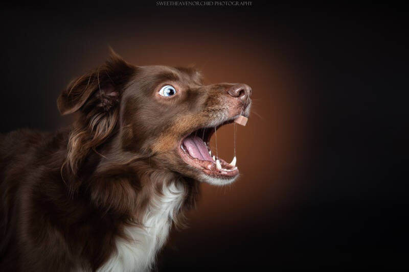 Animaux de compagnie Photographe animalière Valais chiens 