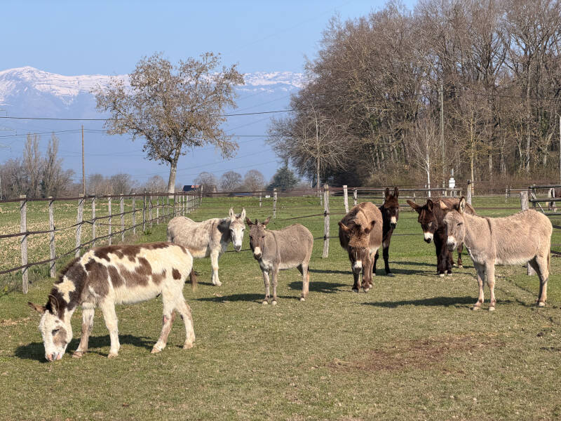 refuge de Darwyn, sauvetage d'équidés en suisse, ânes et chevaux suisse.