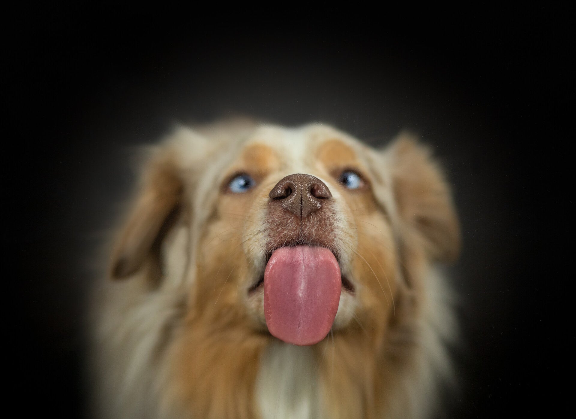 Berger australien Photographe animalière Valais Séance photo Chiens Animaux de compagnie