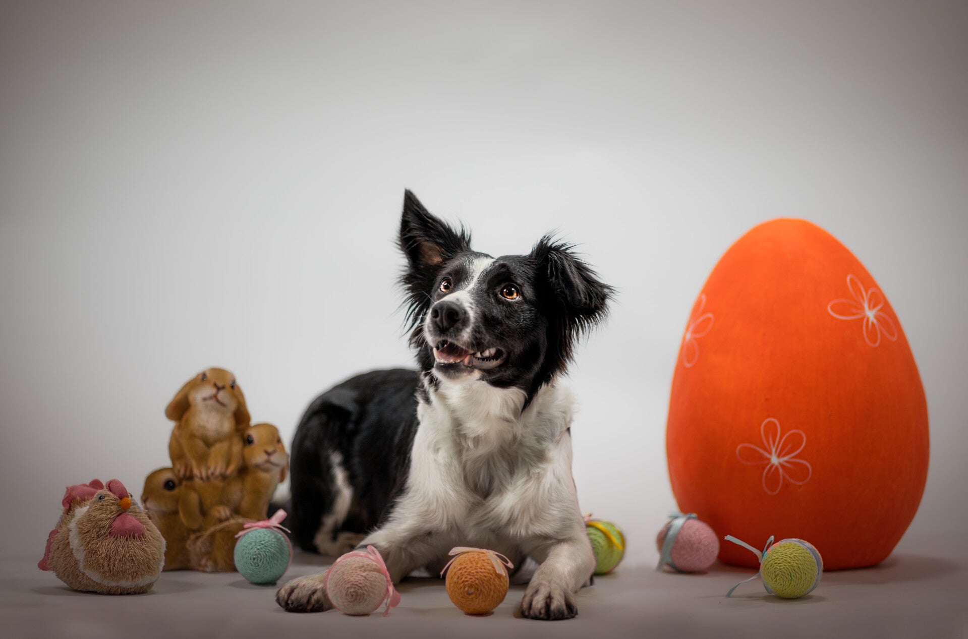 border collie valais, border collie suisse, formation photo, formation photo suisse, pissevache, cascade suisse, cascade pissevache, workshop audrey bellot, photographe suisse, photographe valais, photographe animalier, photographe canin suisse, photograp