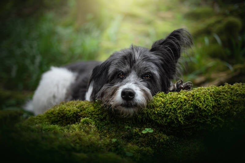 Animaux de compagnie Photographe animalière Valais chiens, retouche photo , formations photoshop, formation photo en ligne , formation photographie en ligne