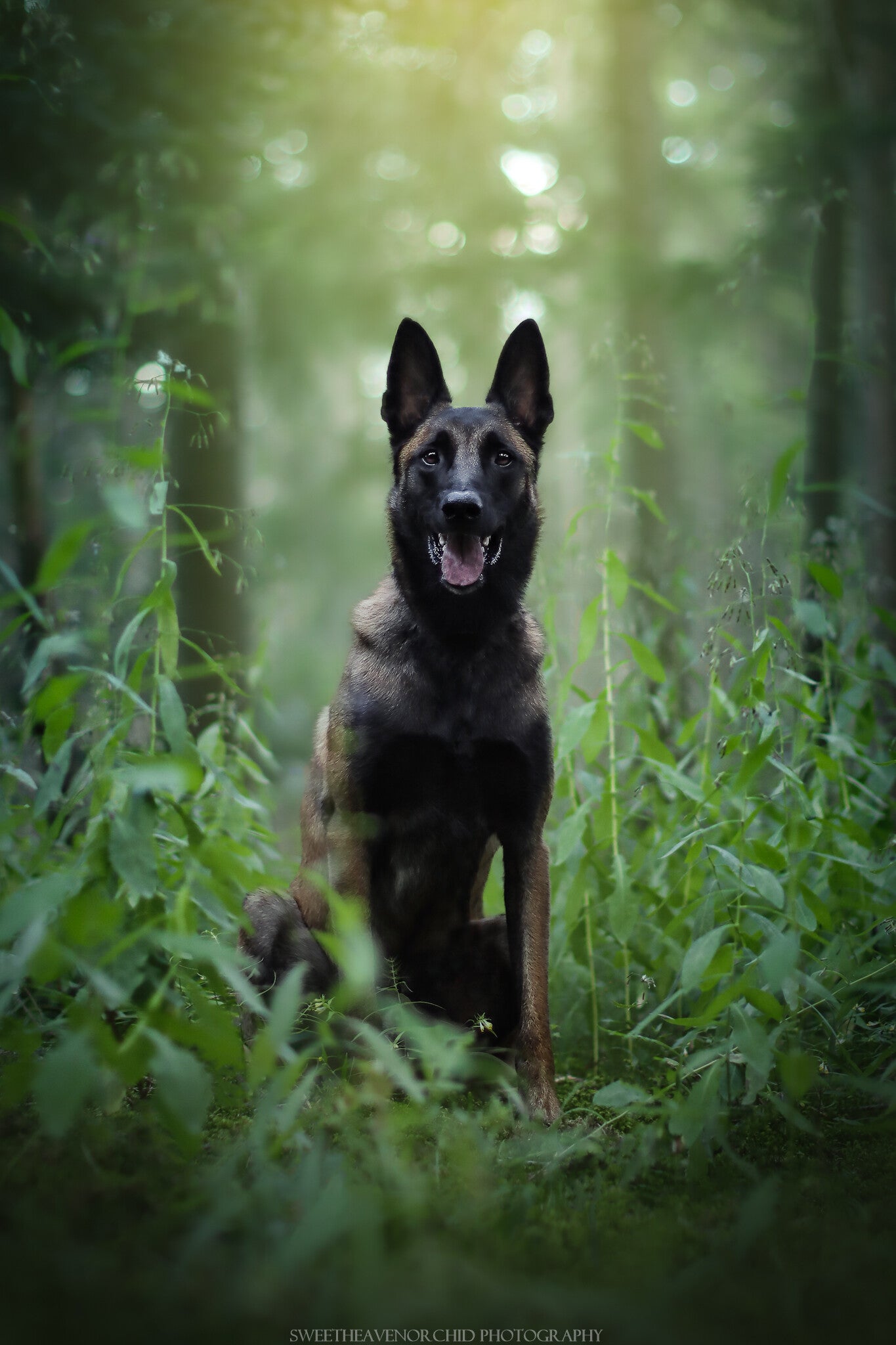 malinois, border collie, croisement chien, chiens Valais, photographe suisse, photographe valais, photographe canin, photographe animalier