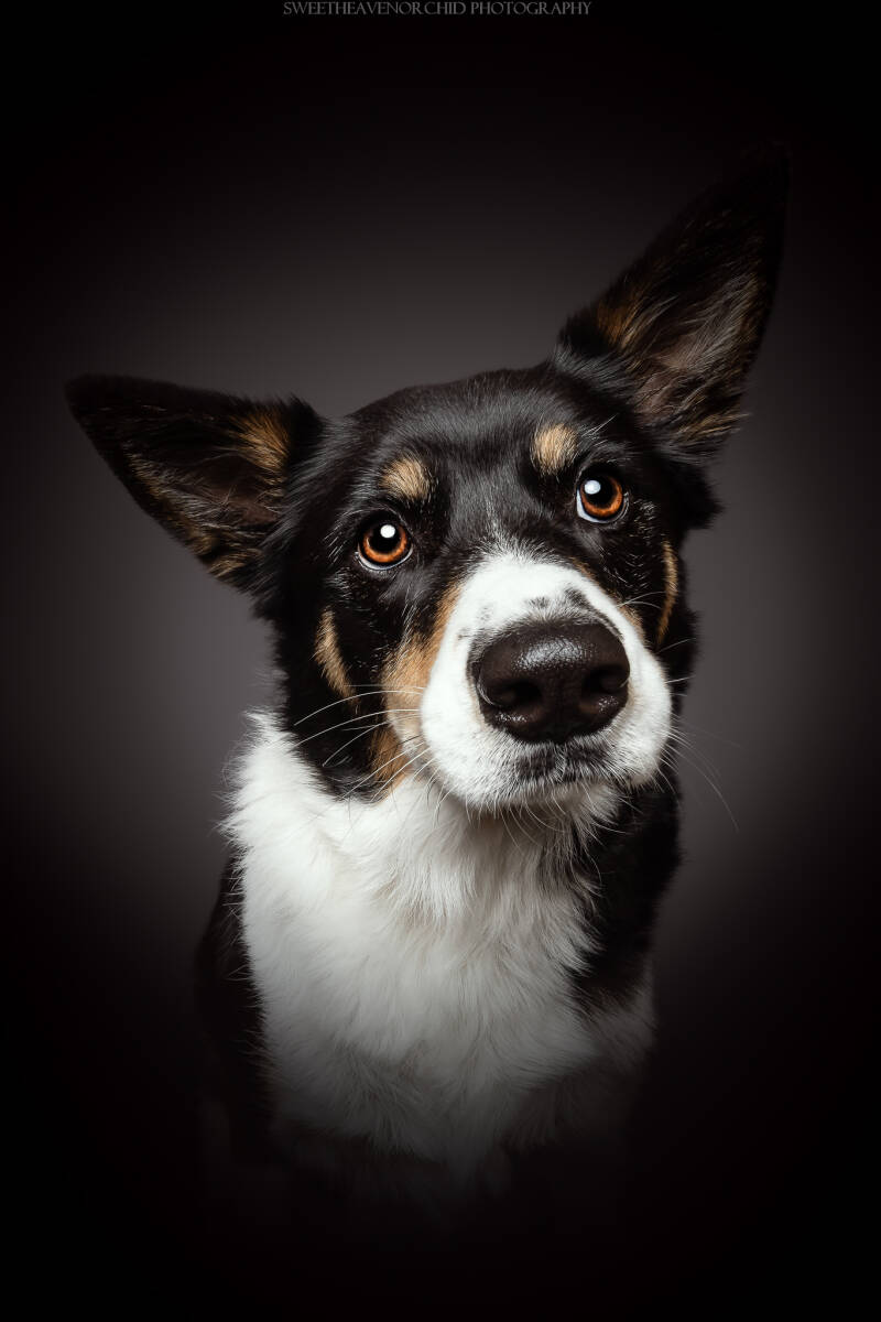 Animaux de compagnie Photographe animalière Valais chiens 