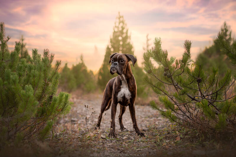 Animaux de compagnie Photographe animalière Valais chiens 