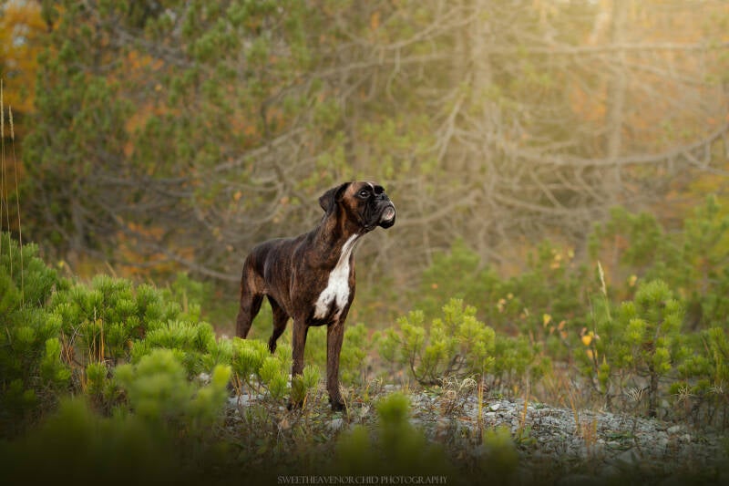 Animaux de compagnie Photographe animalière Valais chiens 