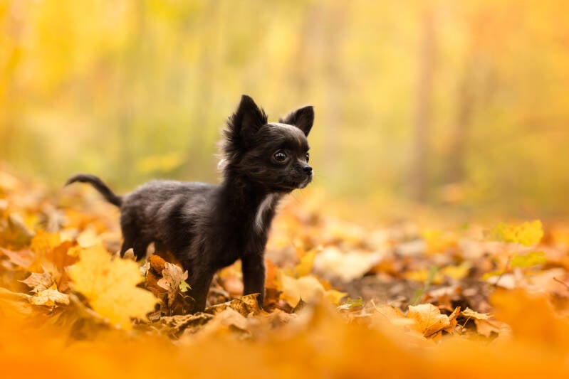 chihuahua valais, chihuahua Suisse, photographe animalier suisse valais, photographe canin., formation photo canine, formation photo animalier, formation photoshop lightroom