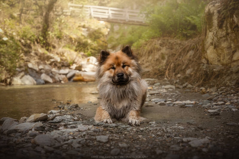 Animaux de compagnie Photographe animalière Valais chiens 
