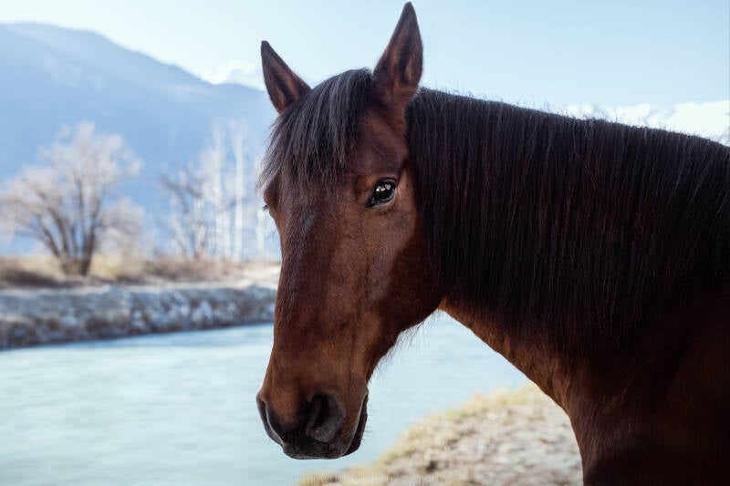 cheval Photographe animalière Valais Séance photo Chiens Animaux de compagnie