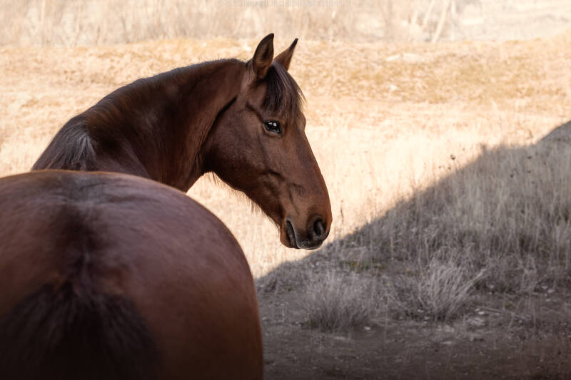cheval Photographe animalière Valais Séance photo Chiens Animaux de compagnie