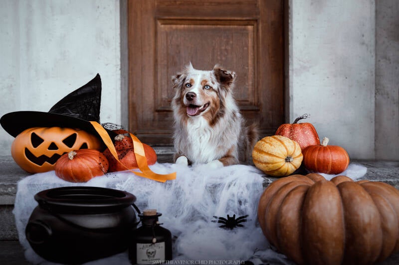 Berger australien Photographe animalière Valais Séance photo Chiens Animaux de compagnie