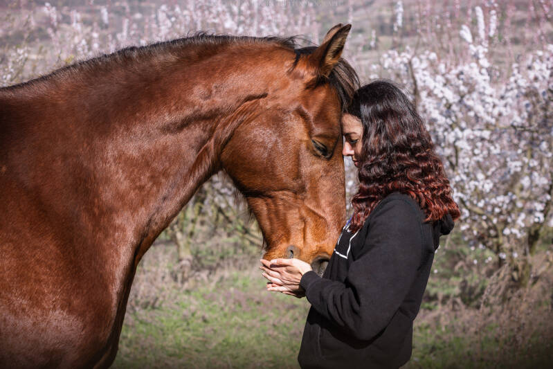 cheval Photographe animalière Valais Séance photo Chiens Animaux de compagnie