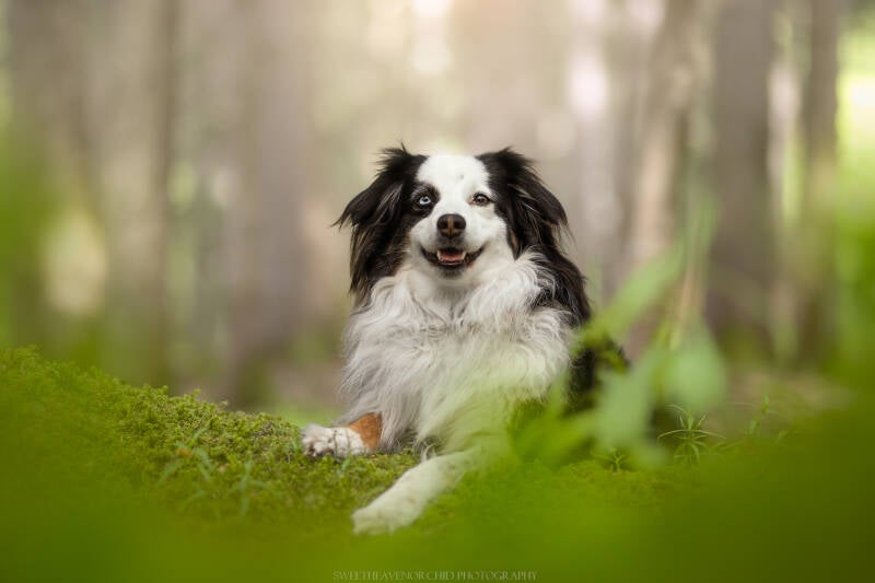 Animaux de compagnie Photographe animalière Valais chiens 