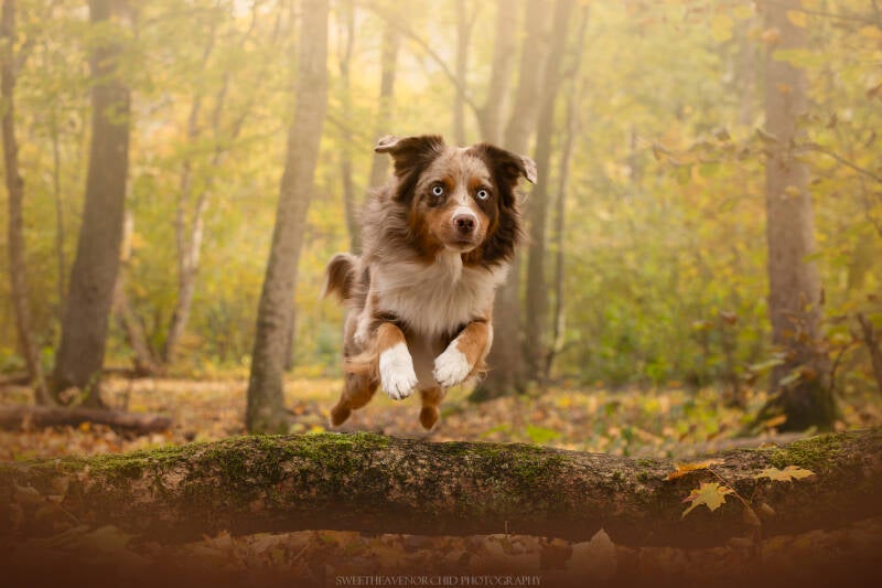 Animaux de compagnie Photographe animalière Valais chiens 