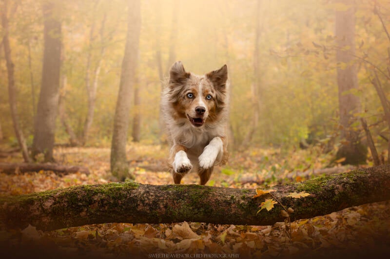 Animaux de compagnie Photographe animalière Valais chiens 