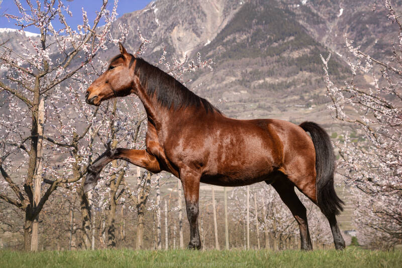 cheval Photographe animalière Valais Séance photo Chiens Animaux de compagnie