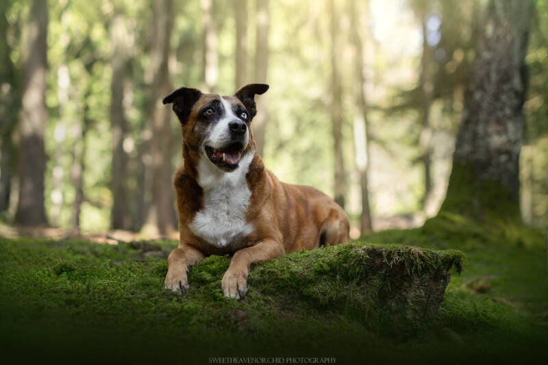 Animaux de compagnie Photographe animalière Valais chiens 