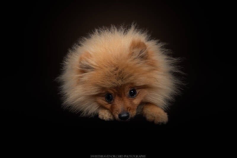 Animaux de compagnie Photographe animalière Valais chiens