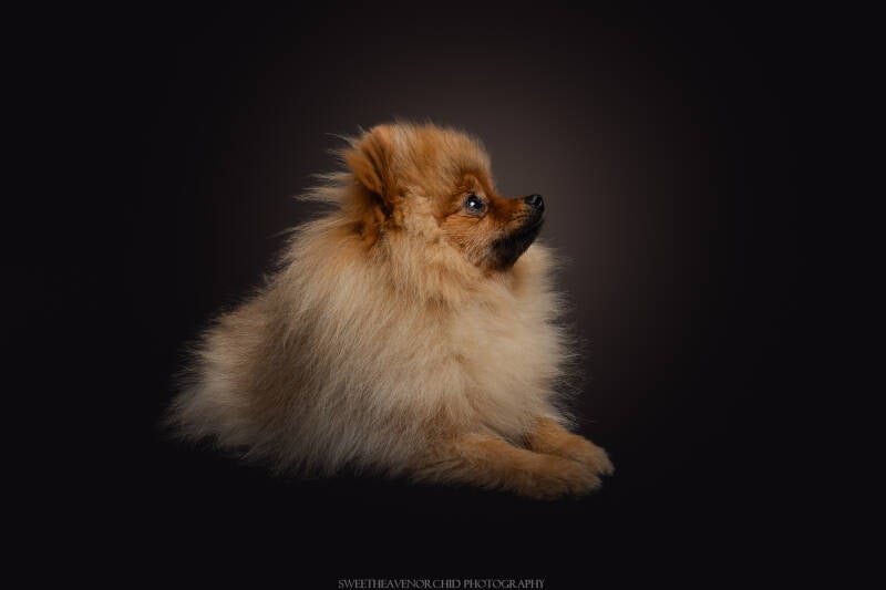 photographe suisse yeux, photographe valais yeux, photographe valais suisse yeux animaux chien, séance photo studio, séance photo valais, photographe canine