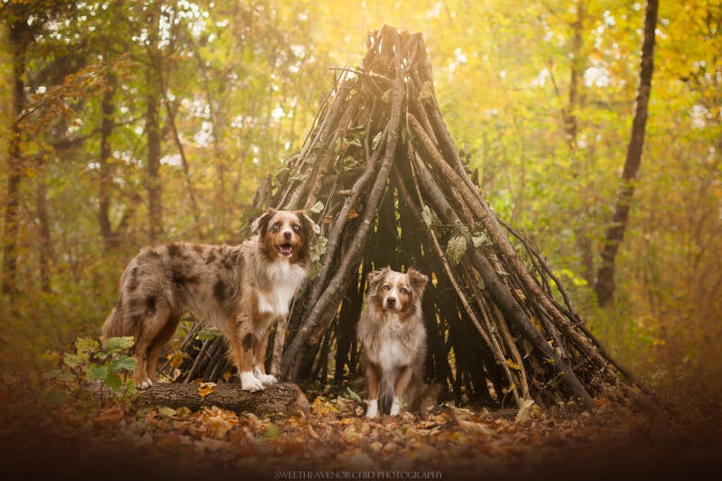 Animaux de compagnie Photographe animalière Valais chiens 