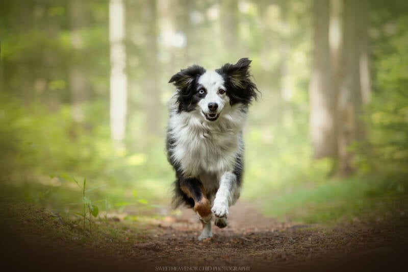 Animaux de compagnie Photographe animalière Valais chiens 