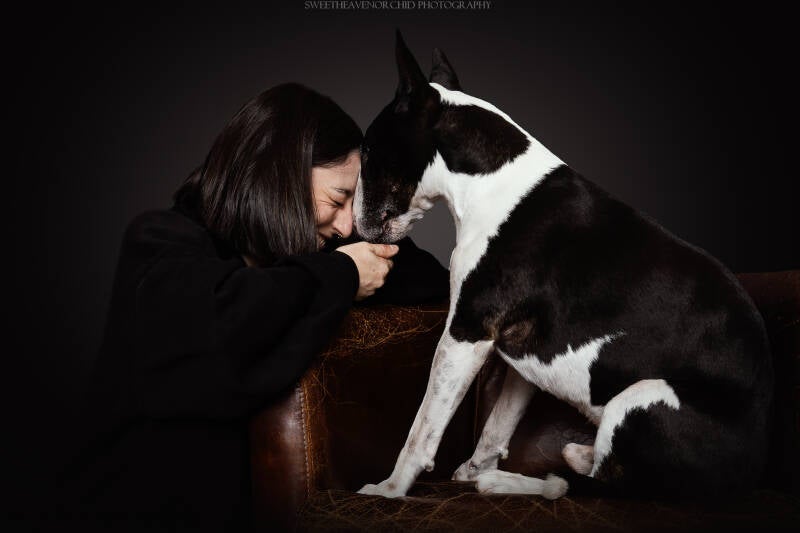 Animaux de compagnie Photographe animalière Valais chiens 