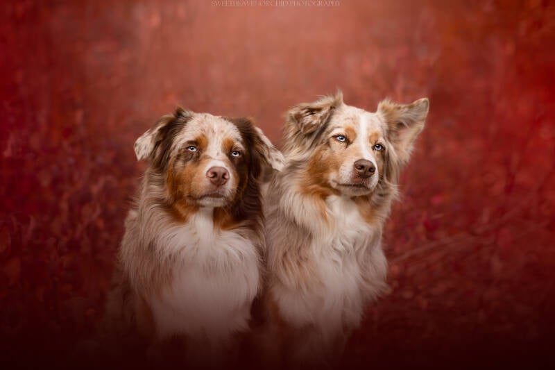 Animaux de compagnie Photographe animalière Valais chiens 