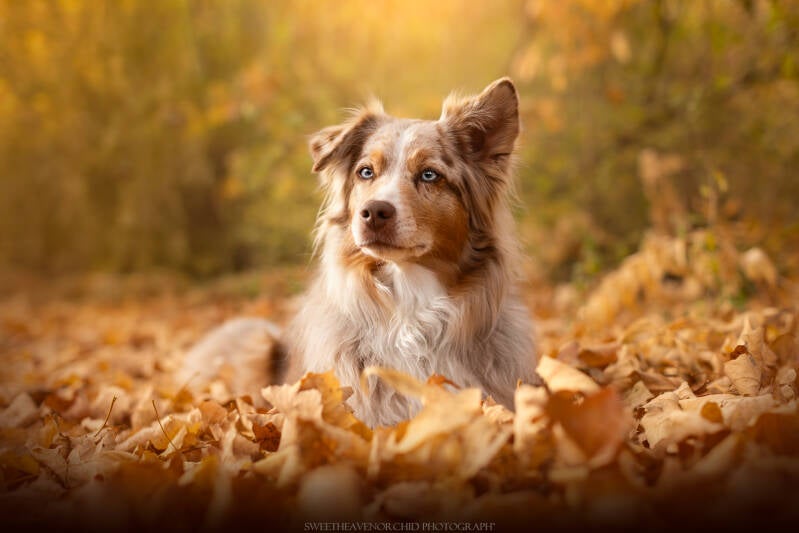 Animaux de compagnie Photographe animalière Valais chiens 