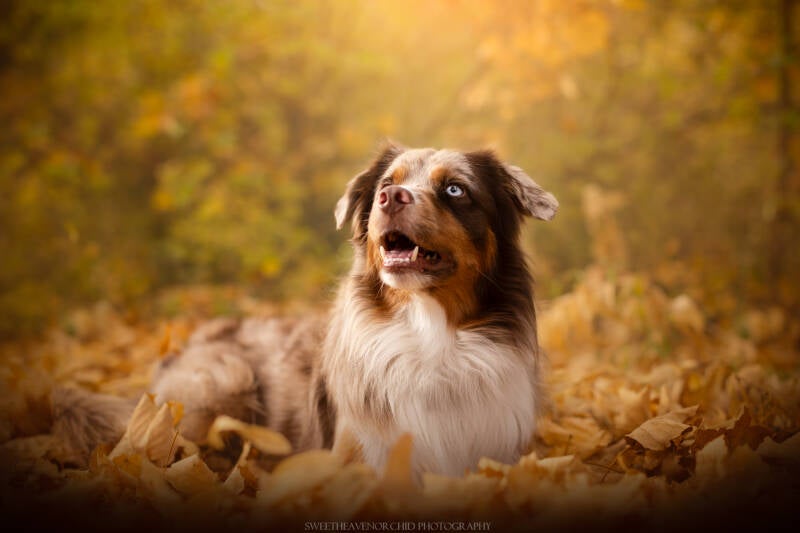 Animaux de compagnie Photographe animalière Valais chiens 