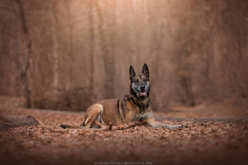 Animaux de compagnie Photographe animalière Valais chiens 