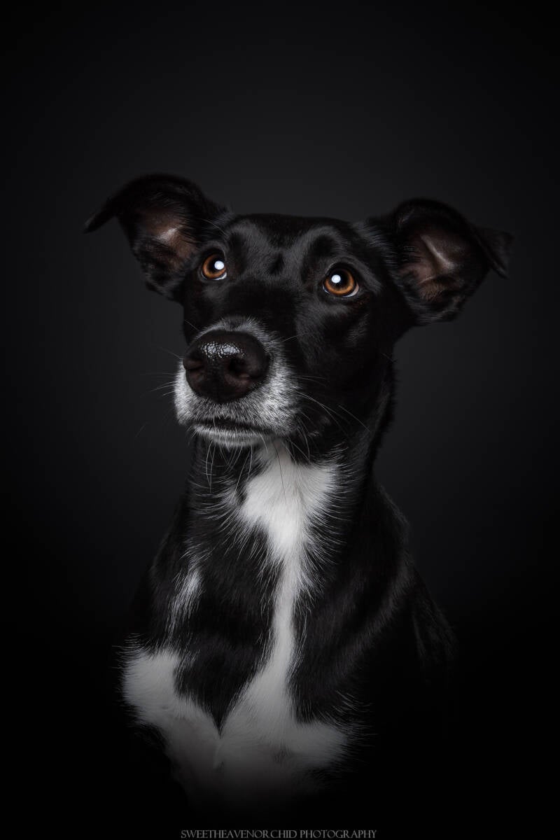 Animaux de compagnie Photographe animalière Valais chiens
