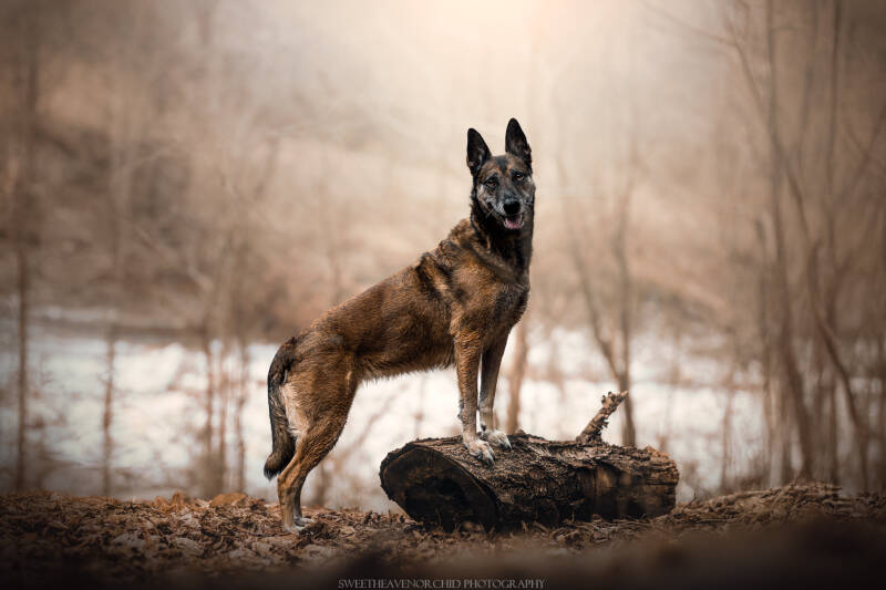 Animaux de compagnie Photographe animalière Valais chiens 