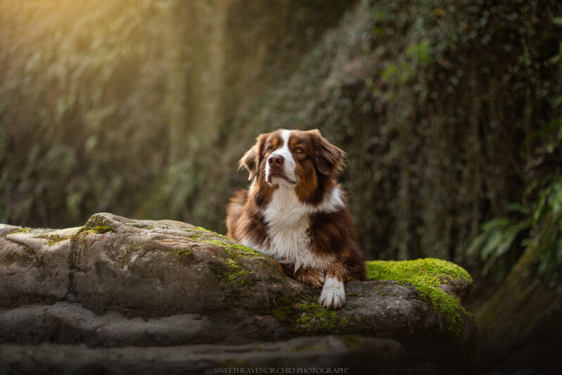 Animaux de compagnie Photographe animalière Valais chiens 