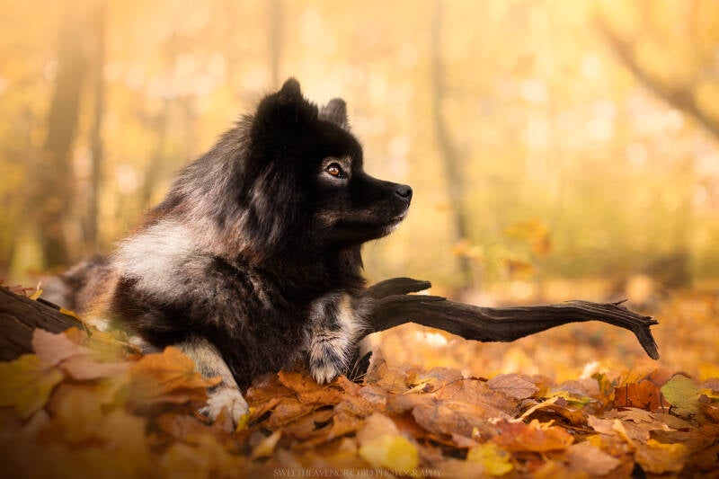 Animaux de compagnie Photographe animalière Valais chiens 