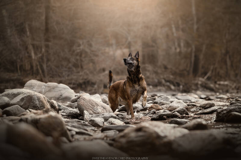 photographe animalère, tatouage chien suisse, tatoueur animalier, tatouage chien valais, tatouage réaliste animaux suisse, tatouage réaliste chien valais, samoyède suisse, samoyède valais