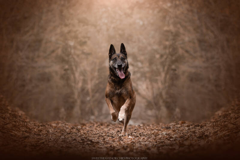 Animaux de compagnie Photographe animalière Valais chiens 