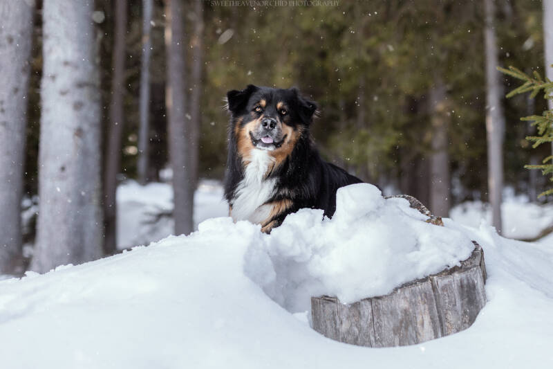 Animaux de compagnie Photographe animalière Valais chiens 