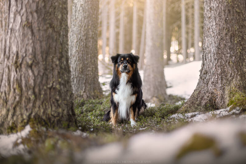 Animaux de compagnie Photographe animalière Valais chiens 
