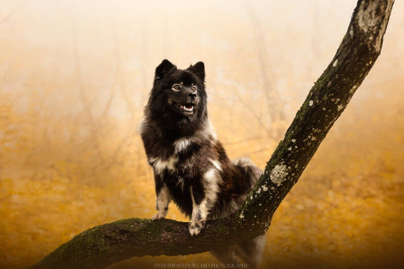 Animaux de compagnie Photographe animalière Valais chiens 