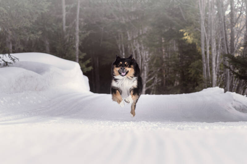 Animaux de compagnie Photographe animalière Valais chiens 