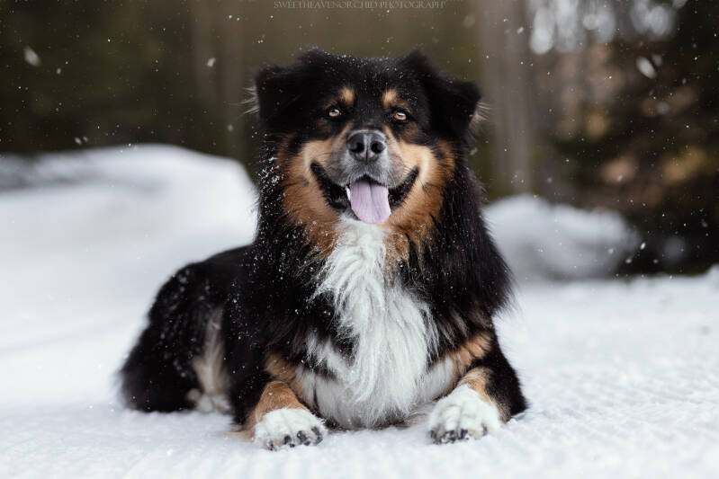 Animaux de compagnie Photographe animalière Valais chiens 