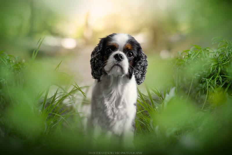 Animaux de compagnie Photographe animalière Valais chiens 